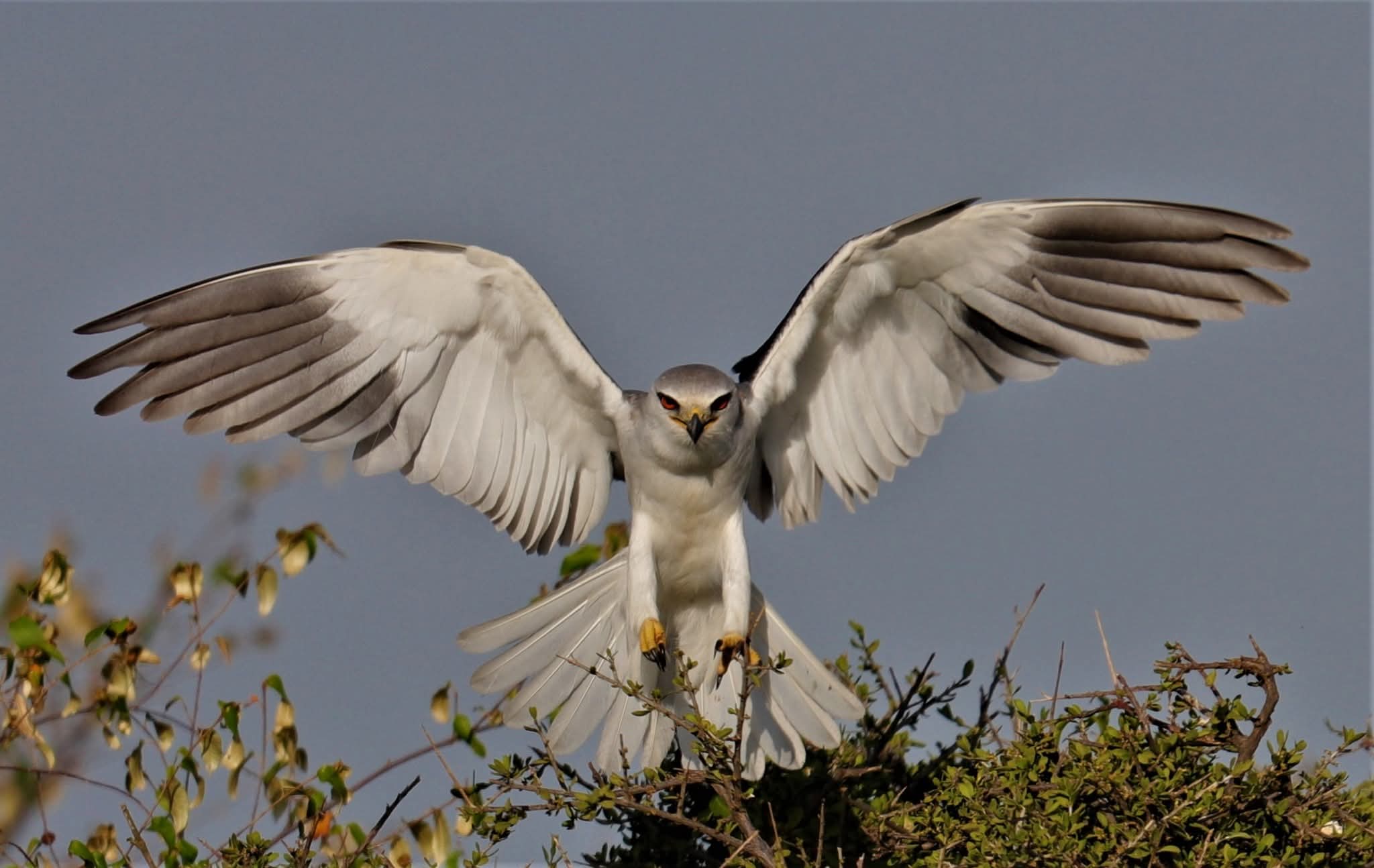 Black - wiged Kite